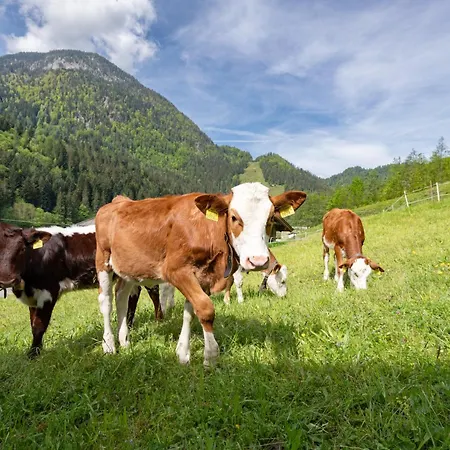 Bauernhof Unterstegen Farmház Söll