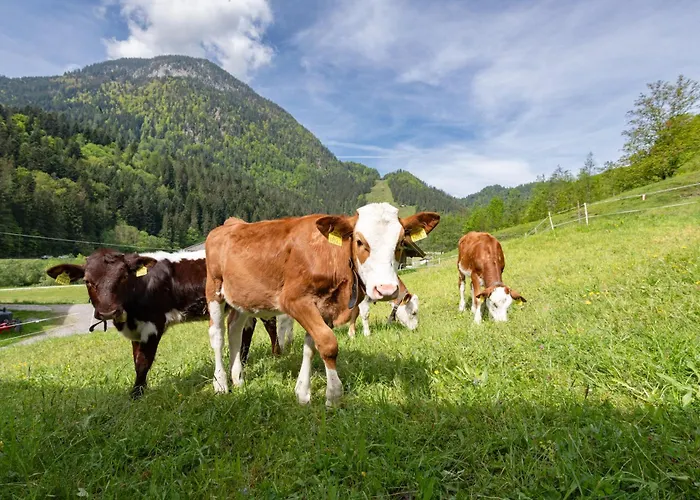 Bauernhof Unterstegen Alloggio per agriturismo Söll